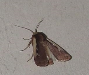 Ochropleura plecta? S